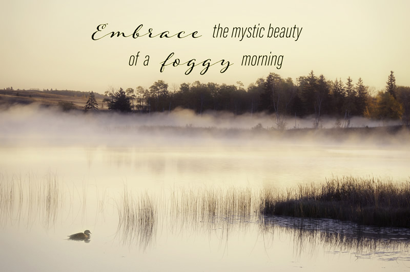 Embrace the Beauty by Darlene Perkin